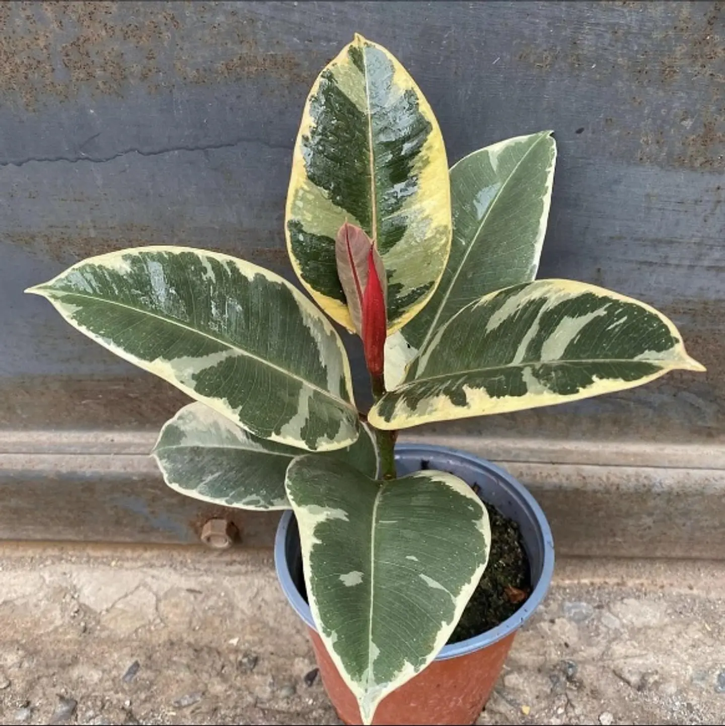 Plantas RV - Gomero Tineke tamaño M 1