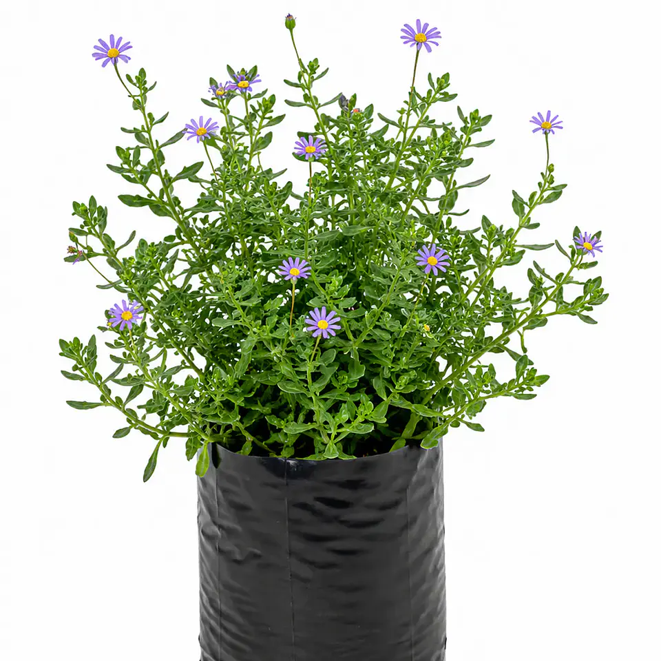 Plantas RV - Agatea tamaño M  1