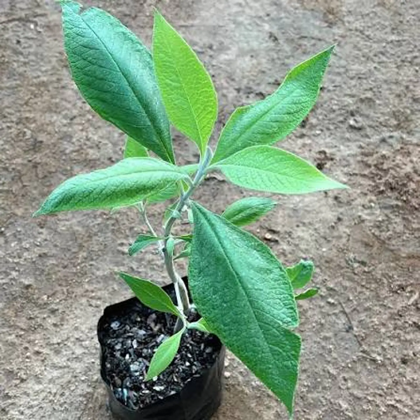 Plantas RV - Matico tamaño S  1