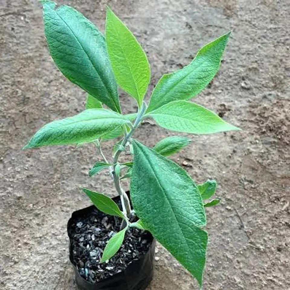 Plantas RV - Matico tamaño S  1