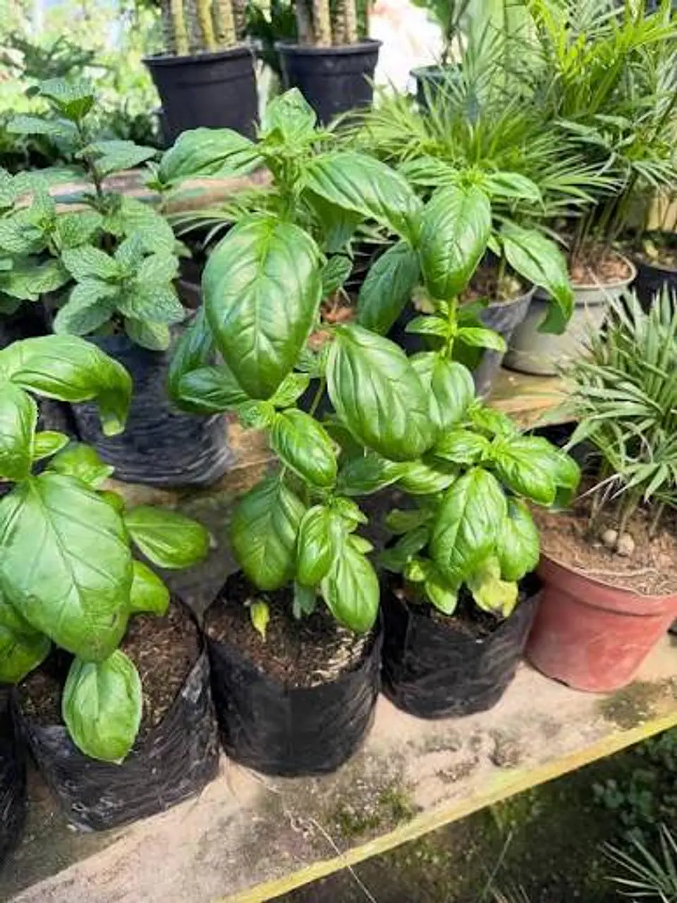 Plantas RV - Albahaca tamaño S 1