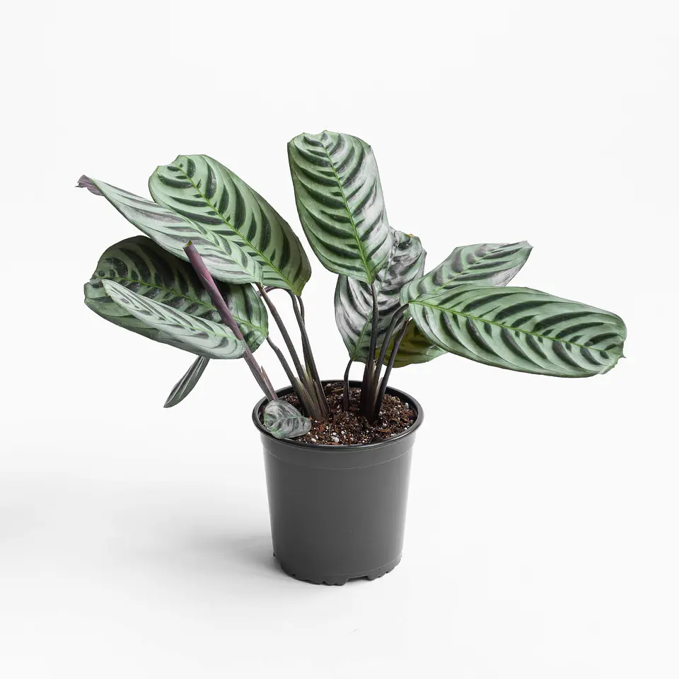 Plantas RV - Calathea Burle Marxi tamaño S   1