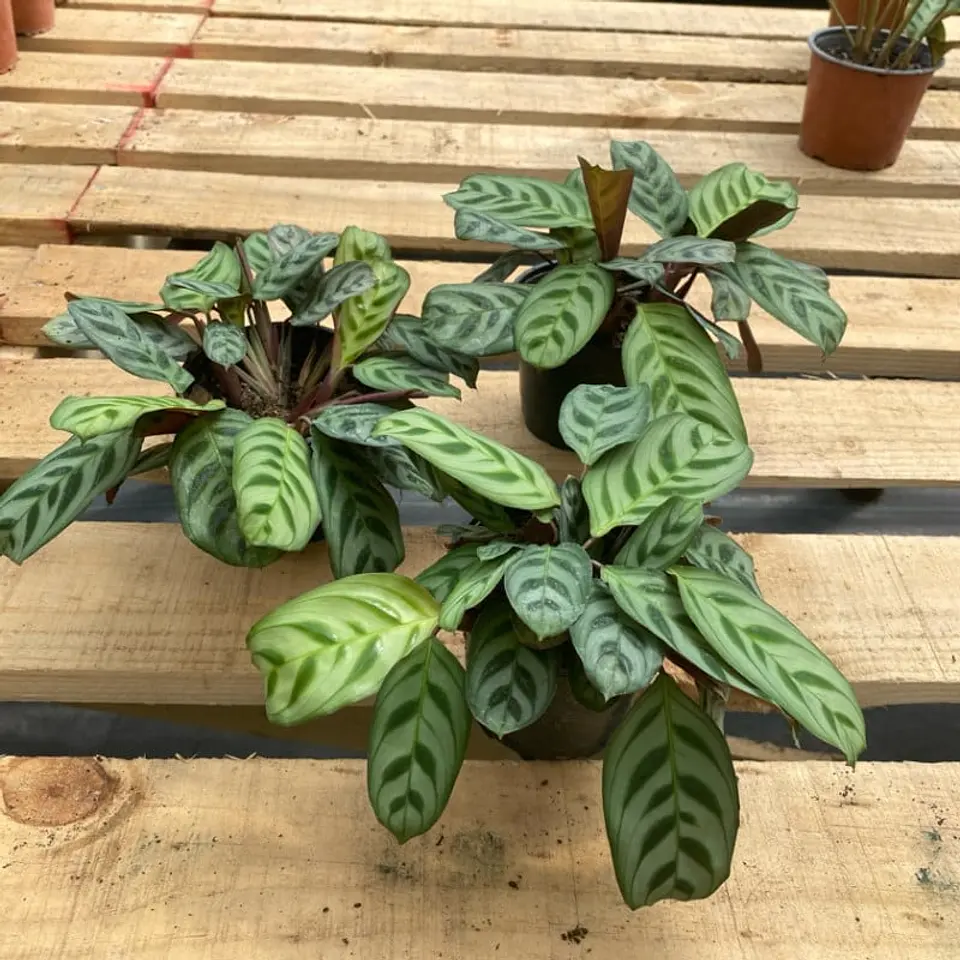 Plantas RV - Calathea Burle Marxi tamaño M  1