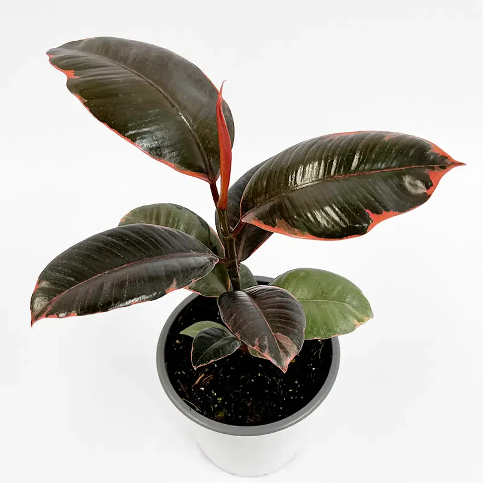 Plantas RV - Gomero Rubi tamaño M  1