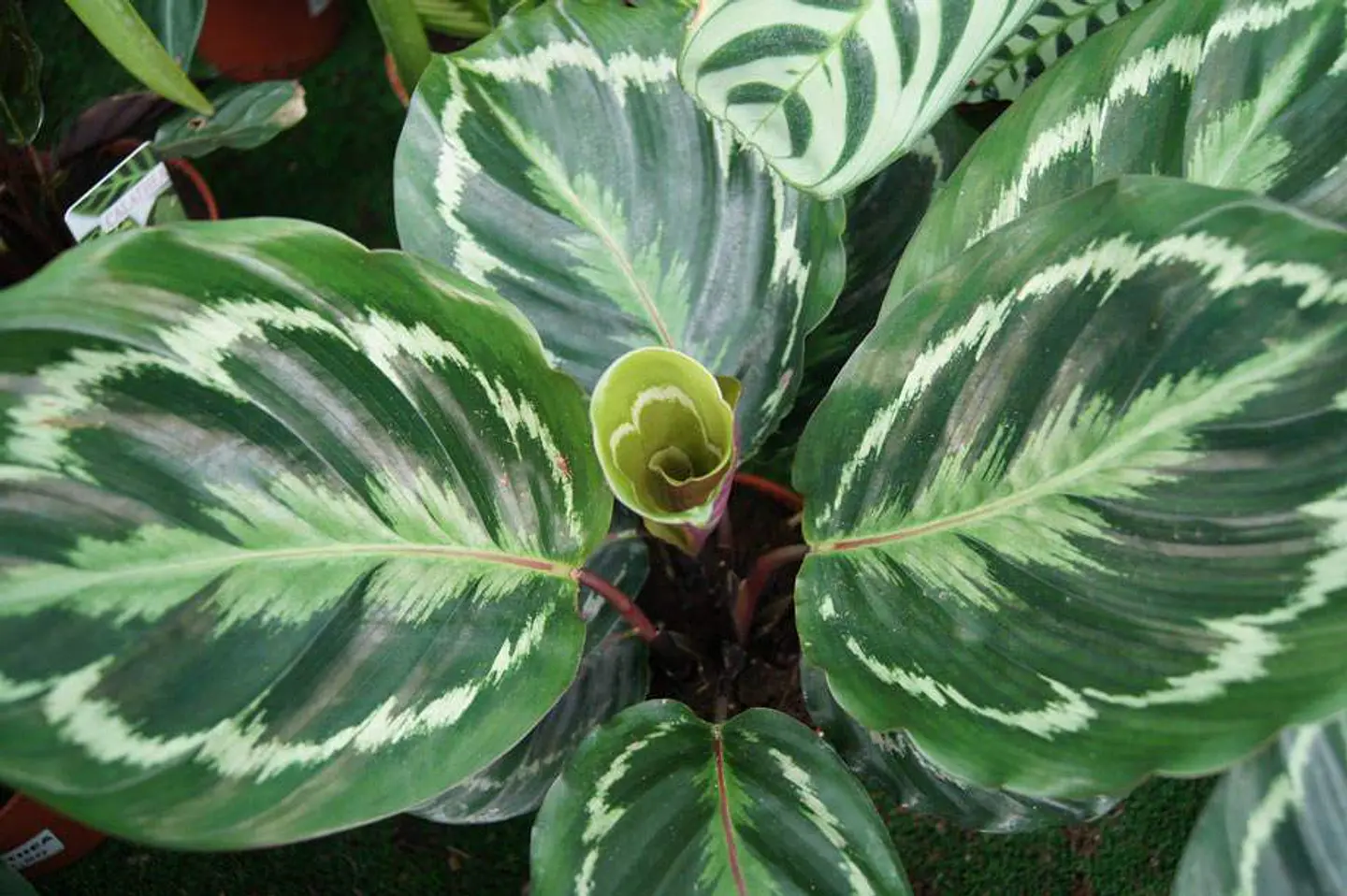 Plantas RV - Calathea Makoyana tamaño L  1