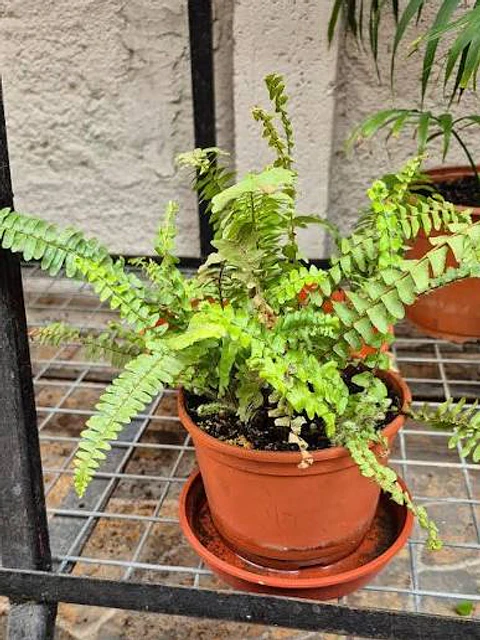 Plantas RV - Helecho Espada tamaño S 