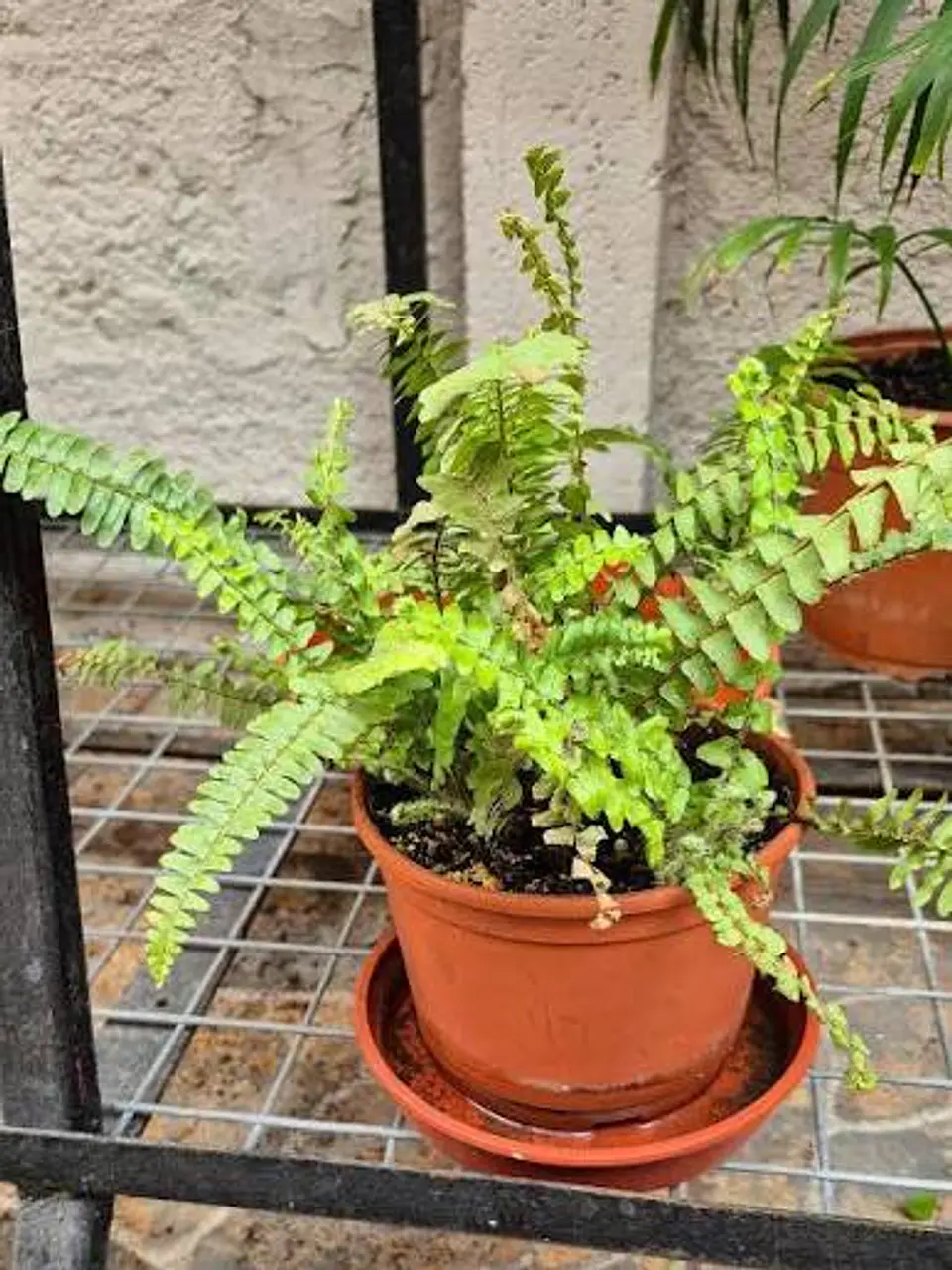 Plantas RV - Helecho Espada tamaño S  1