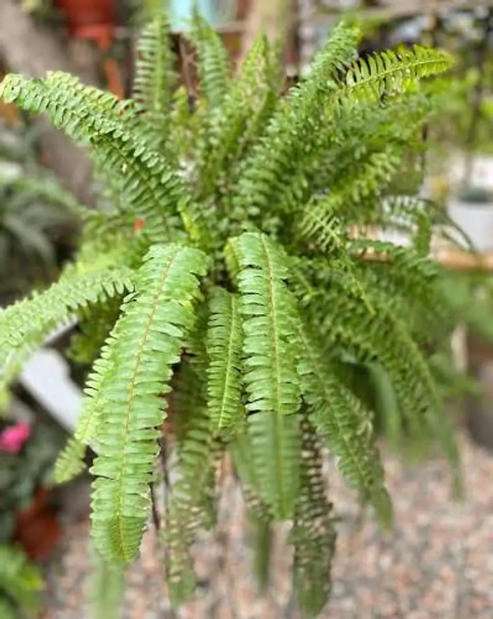 Plantas RV - Helecho Espada tamaño XL  1