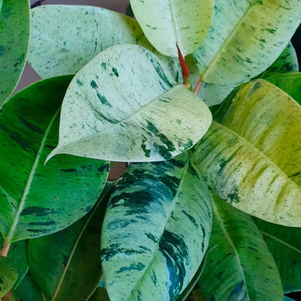 Plantas RV - Gomero Shiveriano tamaño S  1