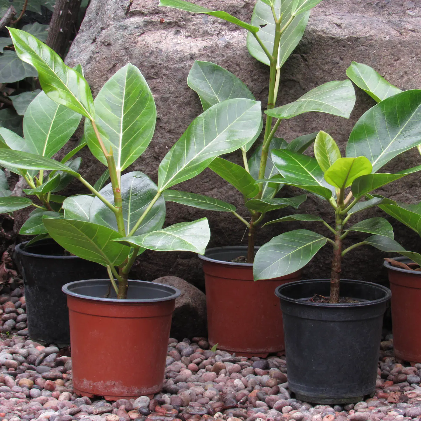 Plantas RV - Gomero Verde tamaño M  1