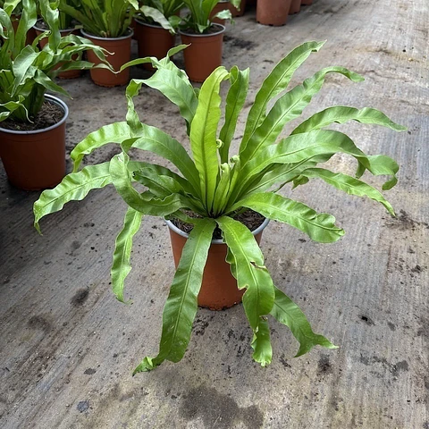 Plantas RV - Helecho Asplenium tamaño M 