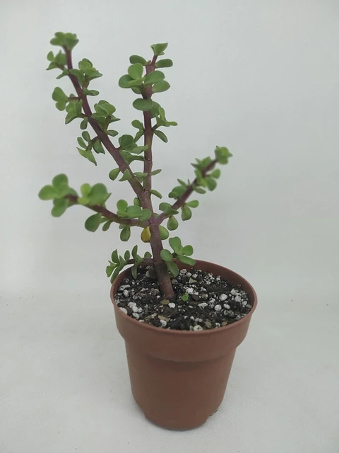 Plantas RV - Jade Portulacaria Afra tamaño S 