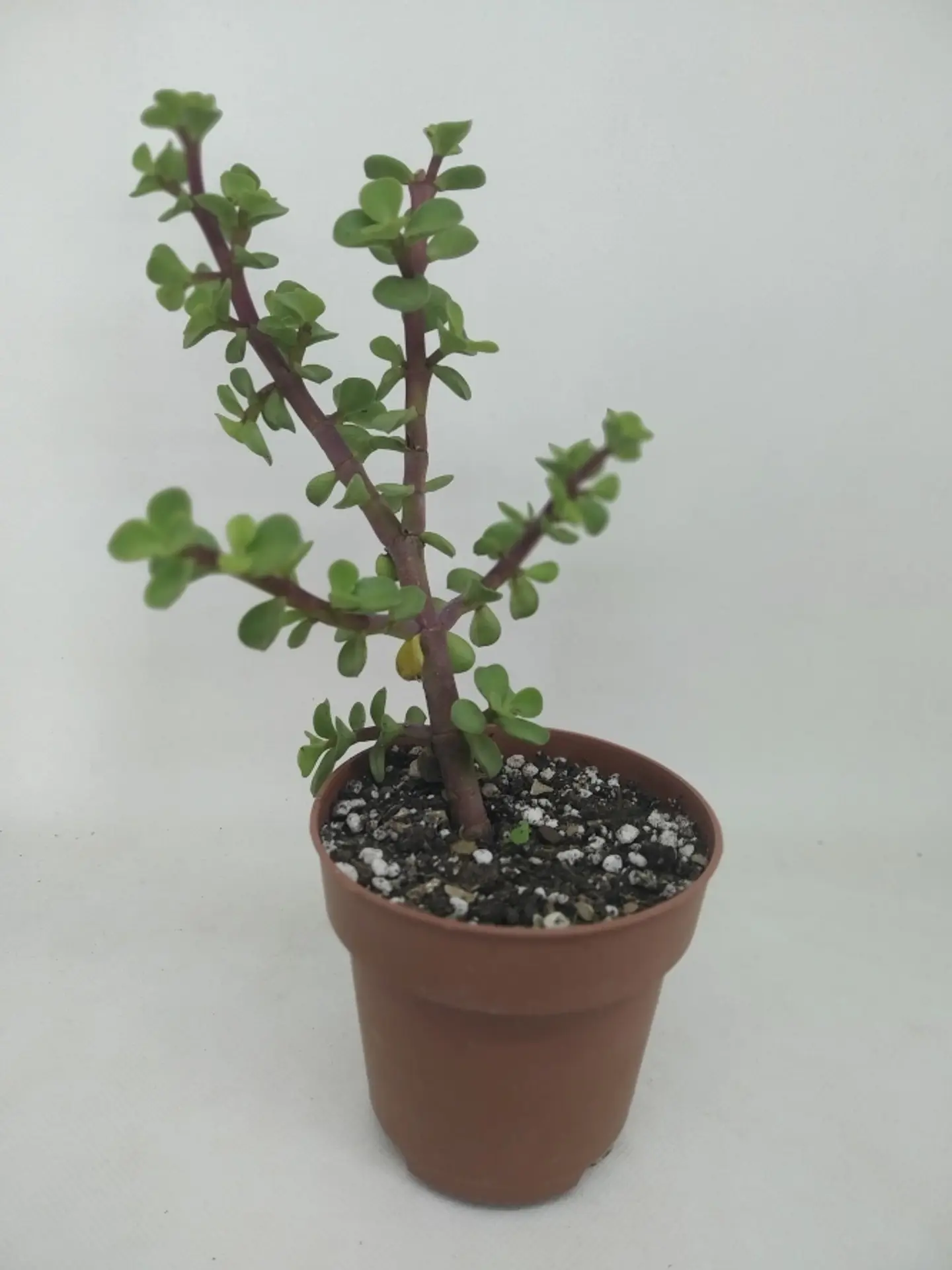 Plantas RV - Jade Portulacaria Afra tamaño S  1