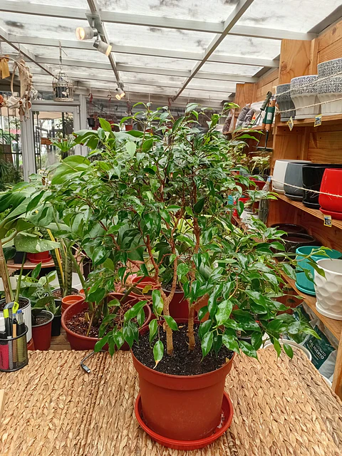 Plantas RV - Ficus Verde Bonsai tamaño M 