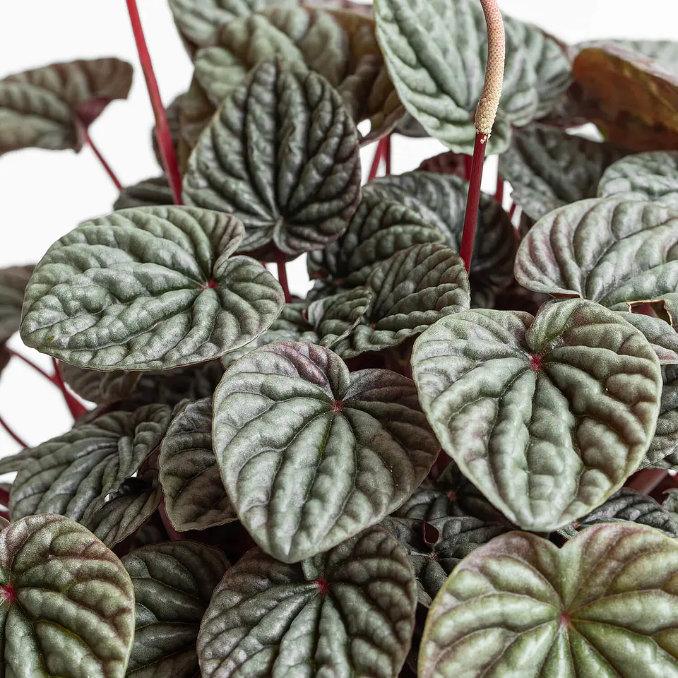 Plantas RV - Peperomia Caperata roja tamaño M  1