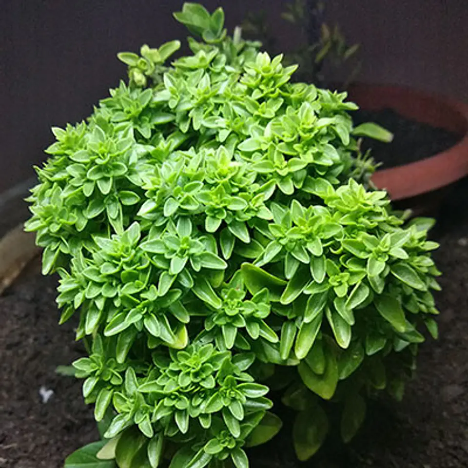 Plantas RV - Albahaca pascualina tamaño S  1