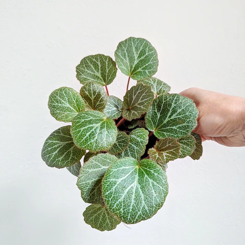 Plantas RV - Begonia saxifraga