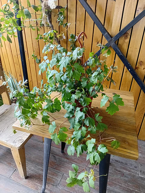 Plantas RV - Cissus tamaño M