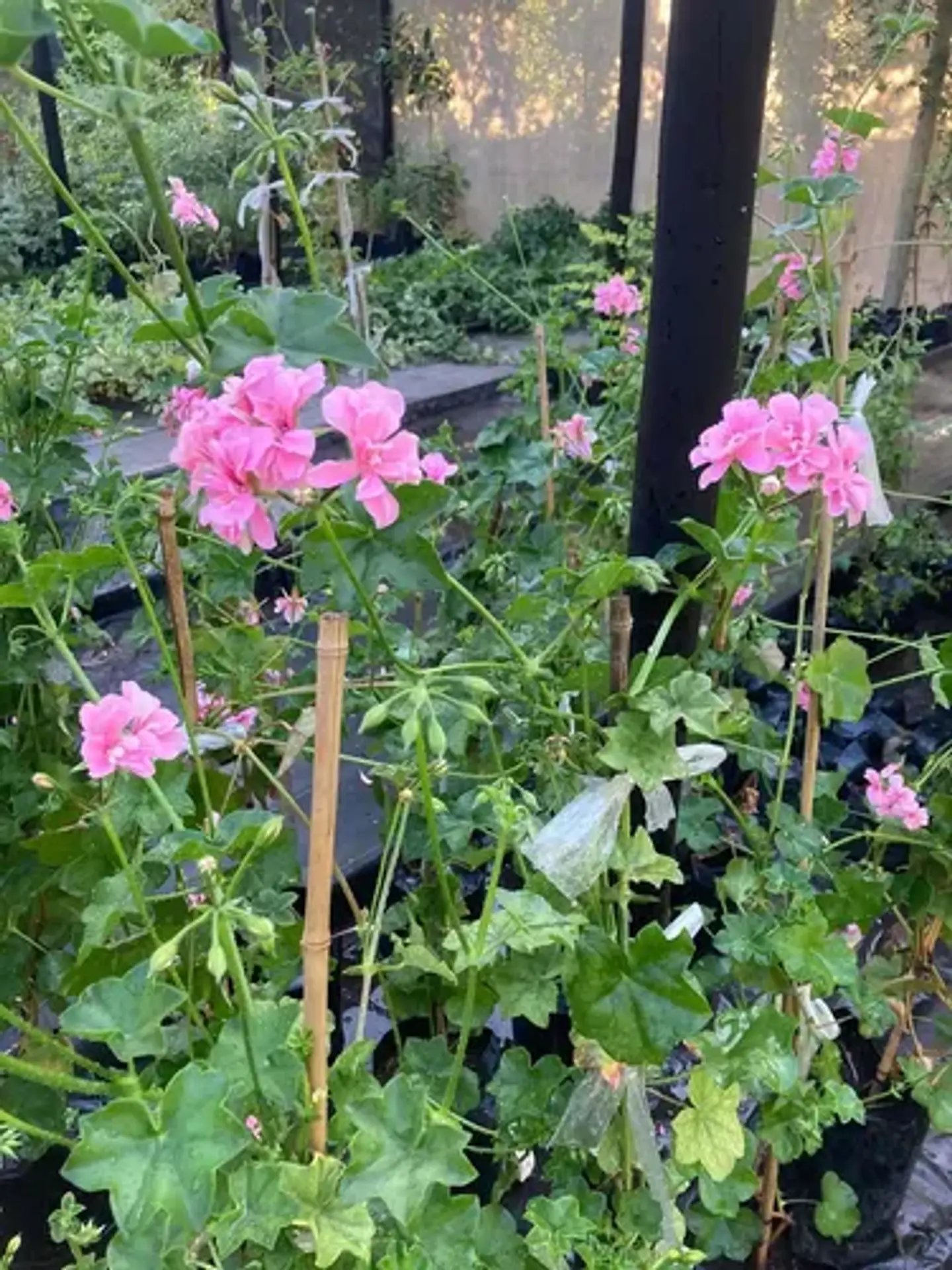Plantas RV - Hiedra cardenal tamaño L  1