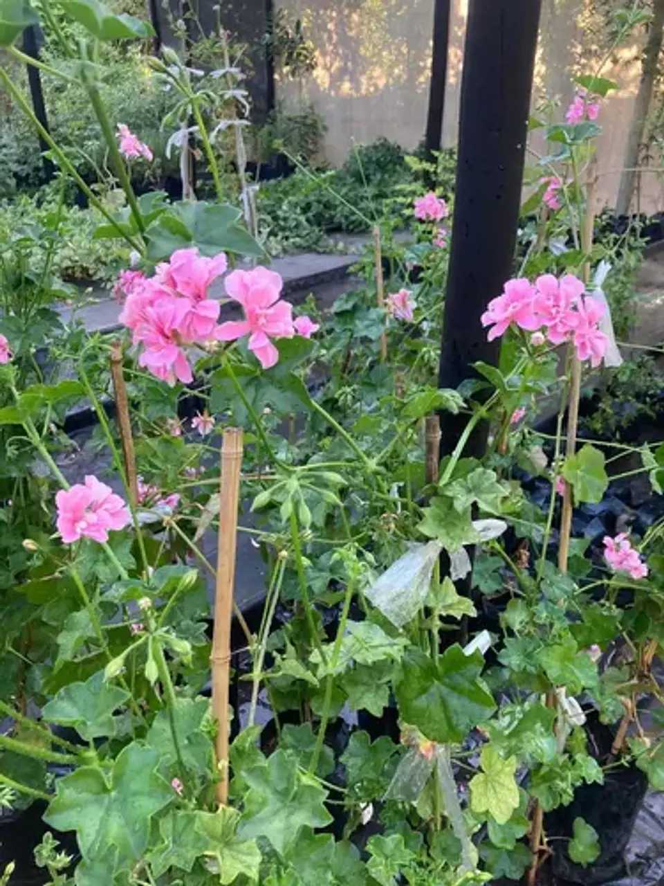Plantas RV - Hiedra cardenal tamaño L  1