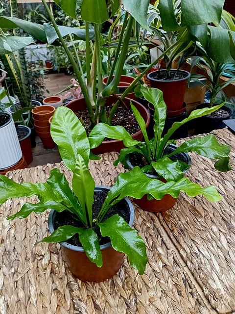 Plantas RV - Helecho Asplenium tamaño S 