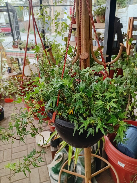 Plantas RV - Hiedra pata de gallo tamaño M
