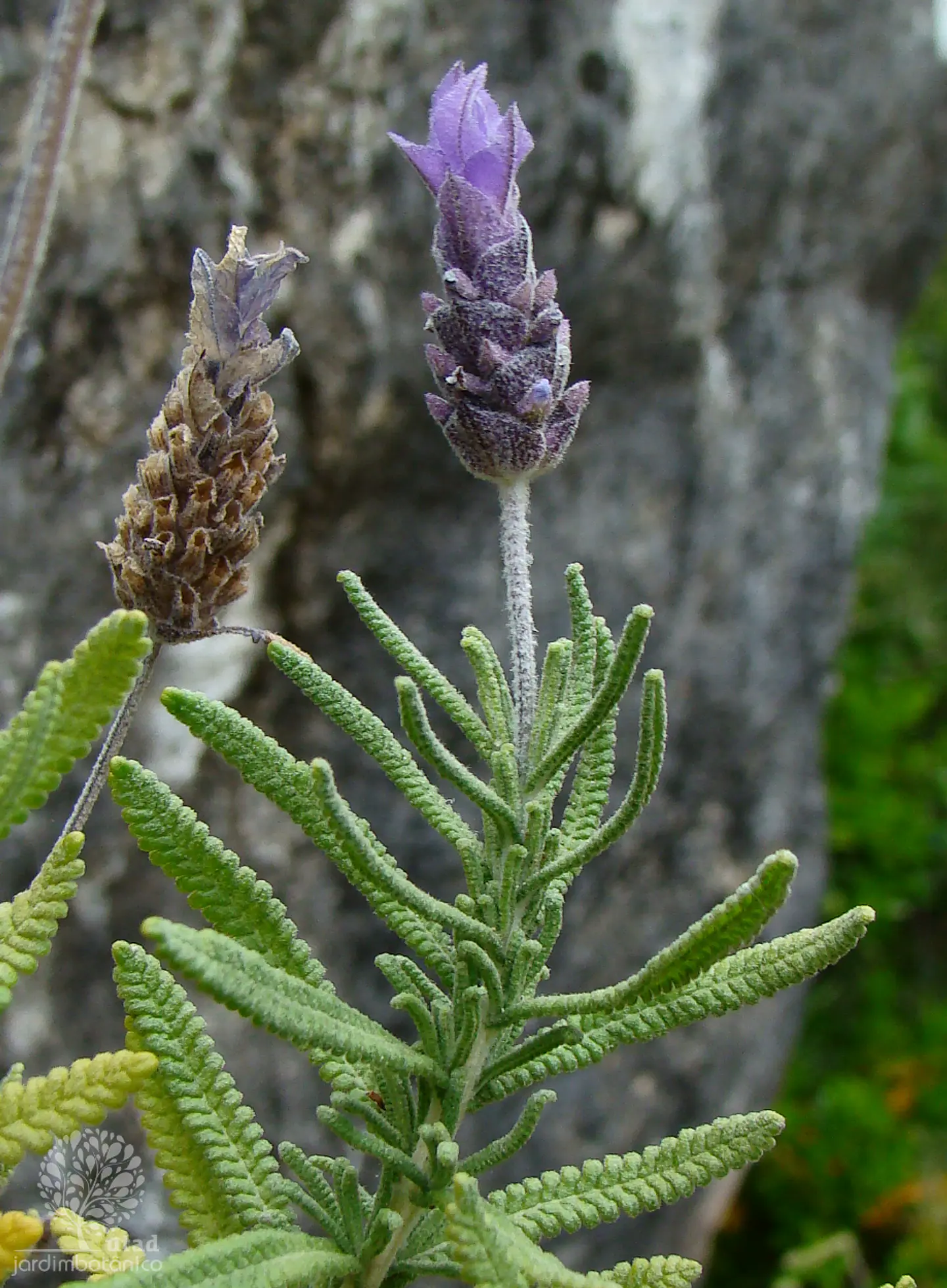 Plantas RV - Lavanda Stoecha tamaño S  1