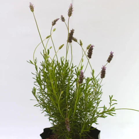 Plantas RV - Lavanda Francesa Tamaño S 