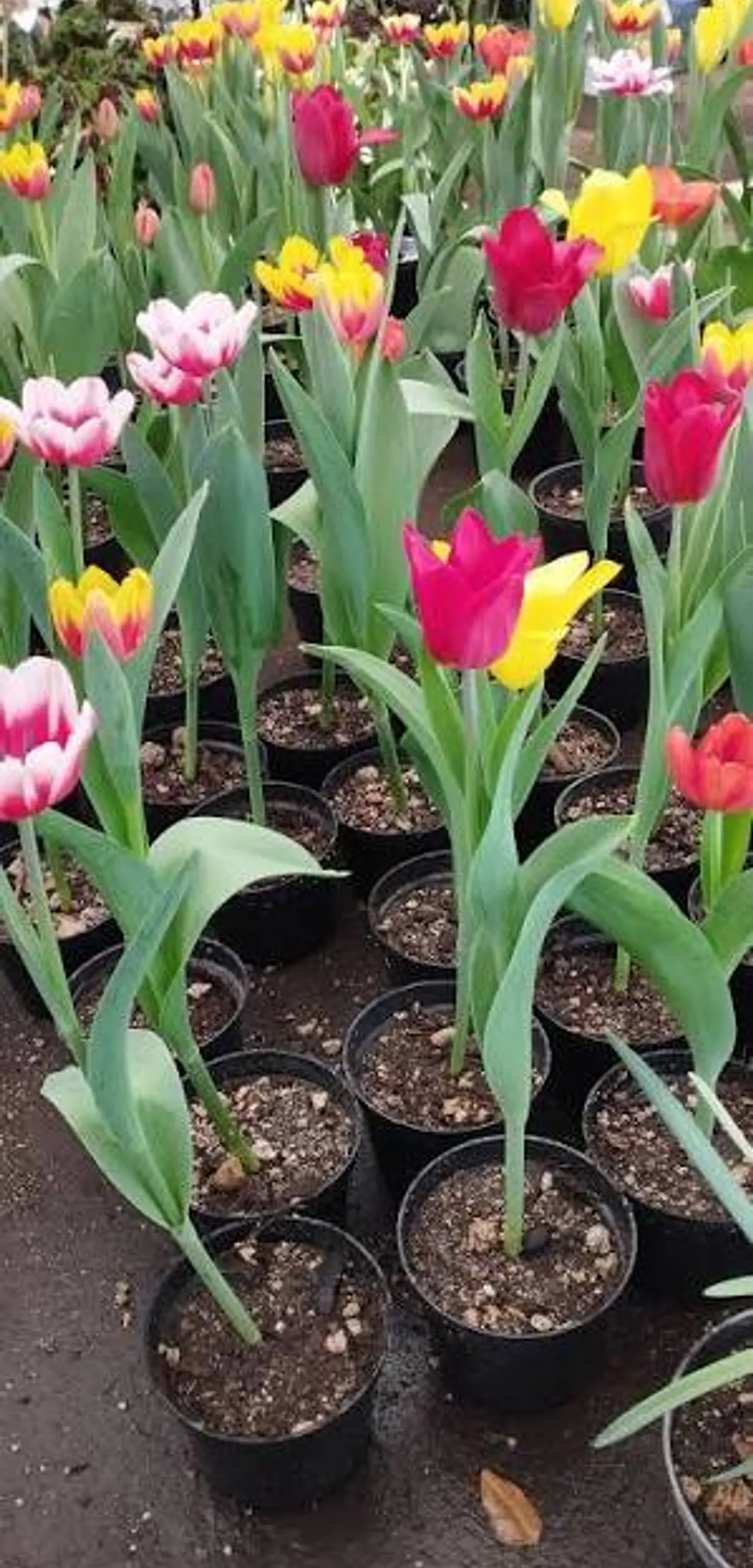 Plantas RV - Tulipan  1