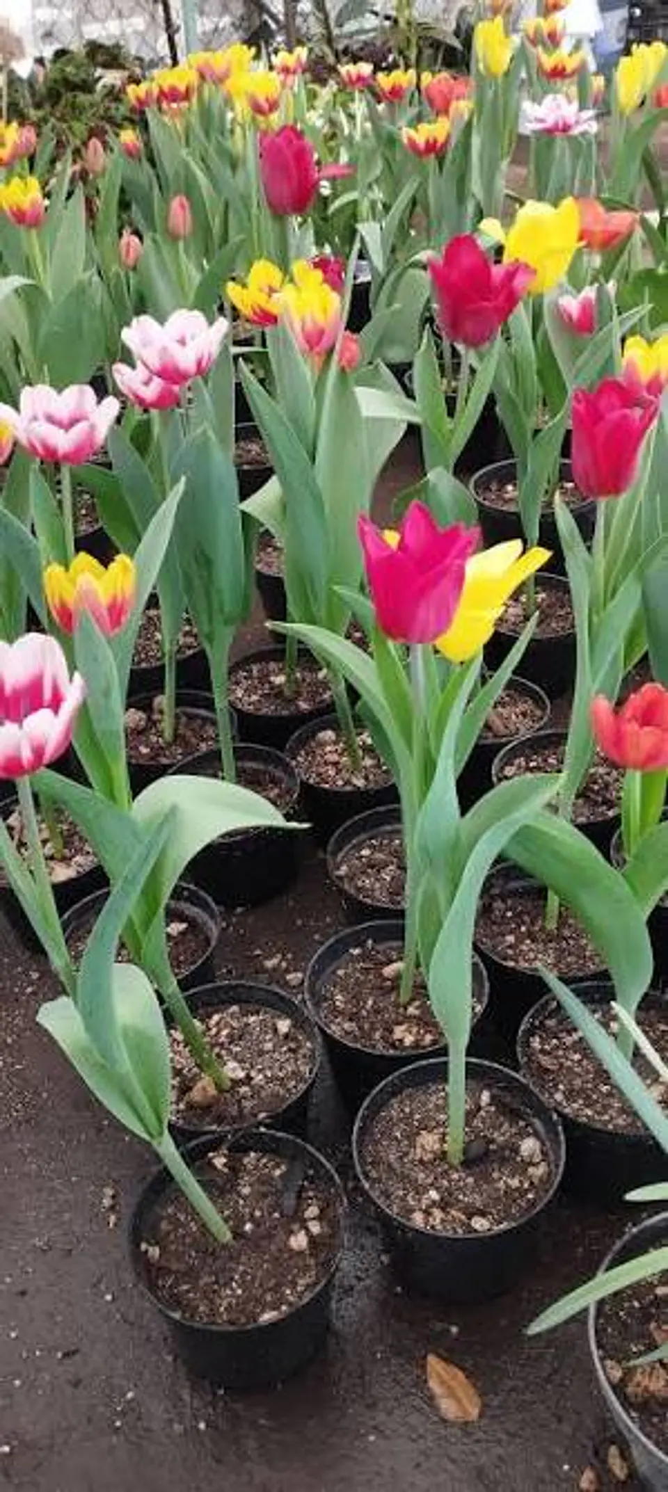 Plantas RV - Tulipan  1