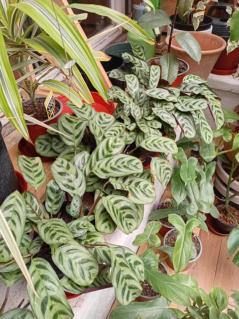 Plantas RV - Calathea Burle Marxi tamaño L 