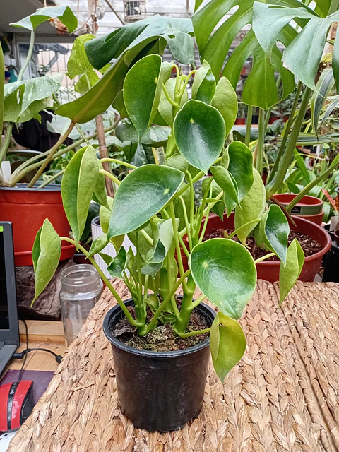 Plantas RV - Cucharita tamaño L 