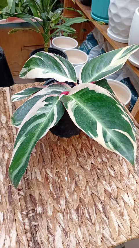 PLANTAS RV - STROMANTHE TRIOSTAR M 