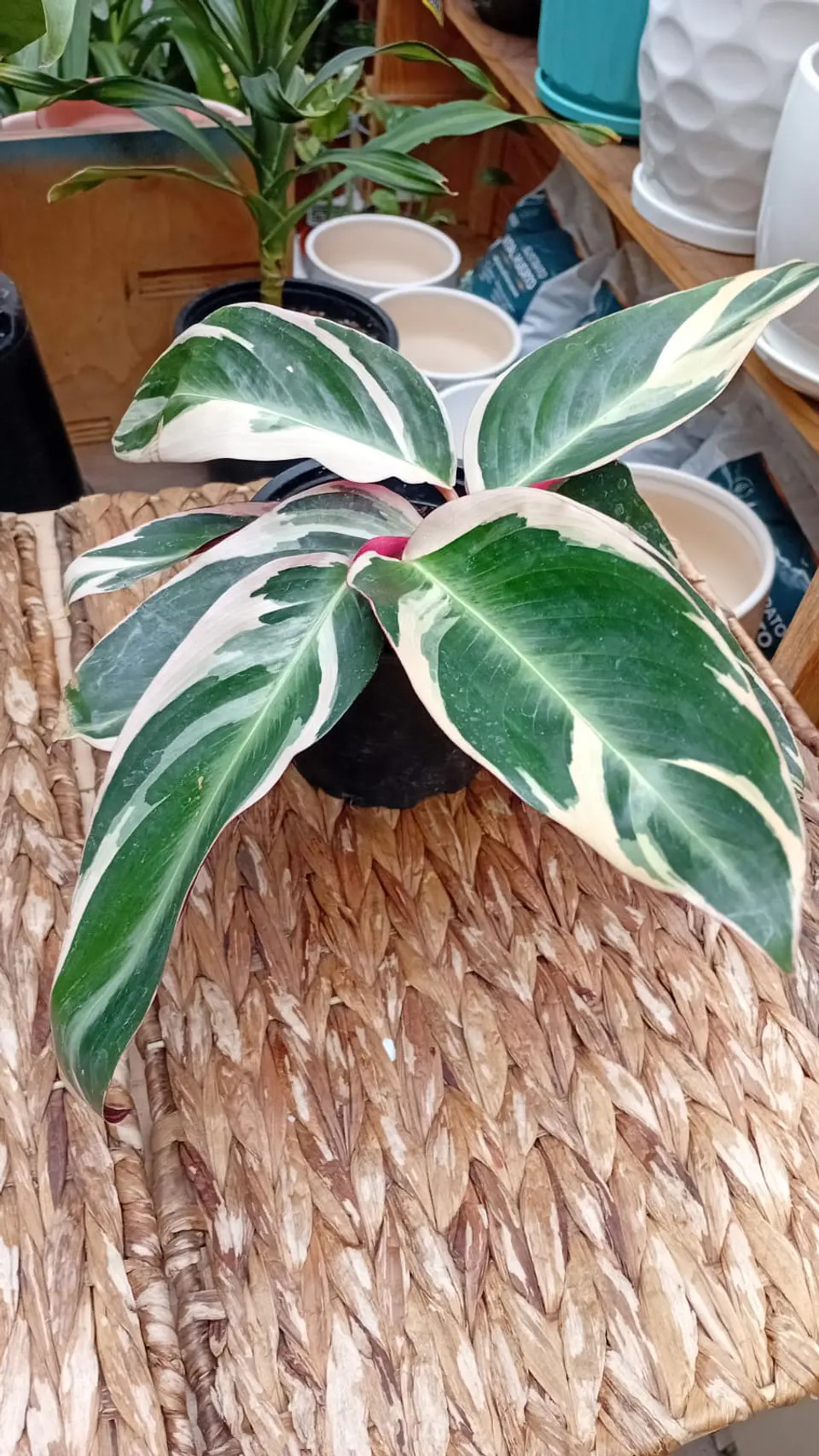 PLANTAS RV - STROMANTHE TRIOSTAR M  1