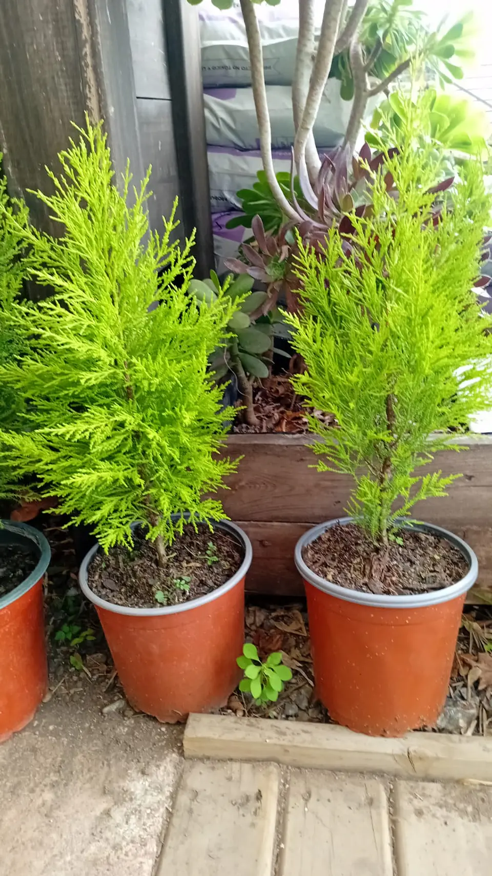 Plantas RV -  Pino Limon tamaño S  1