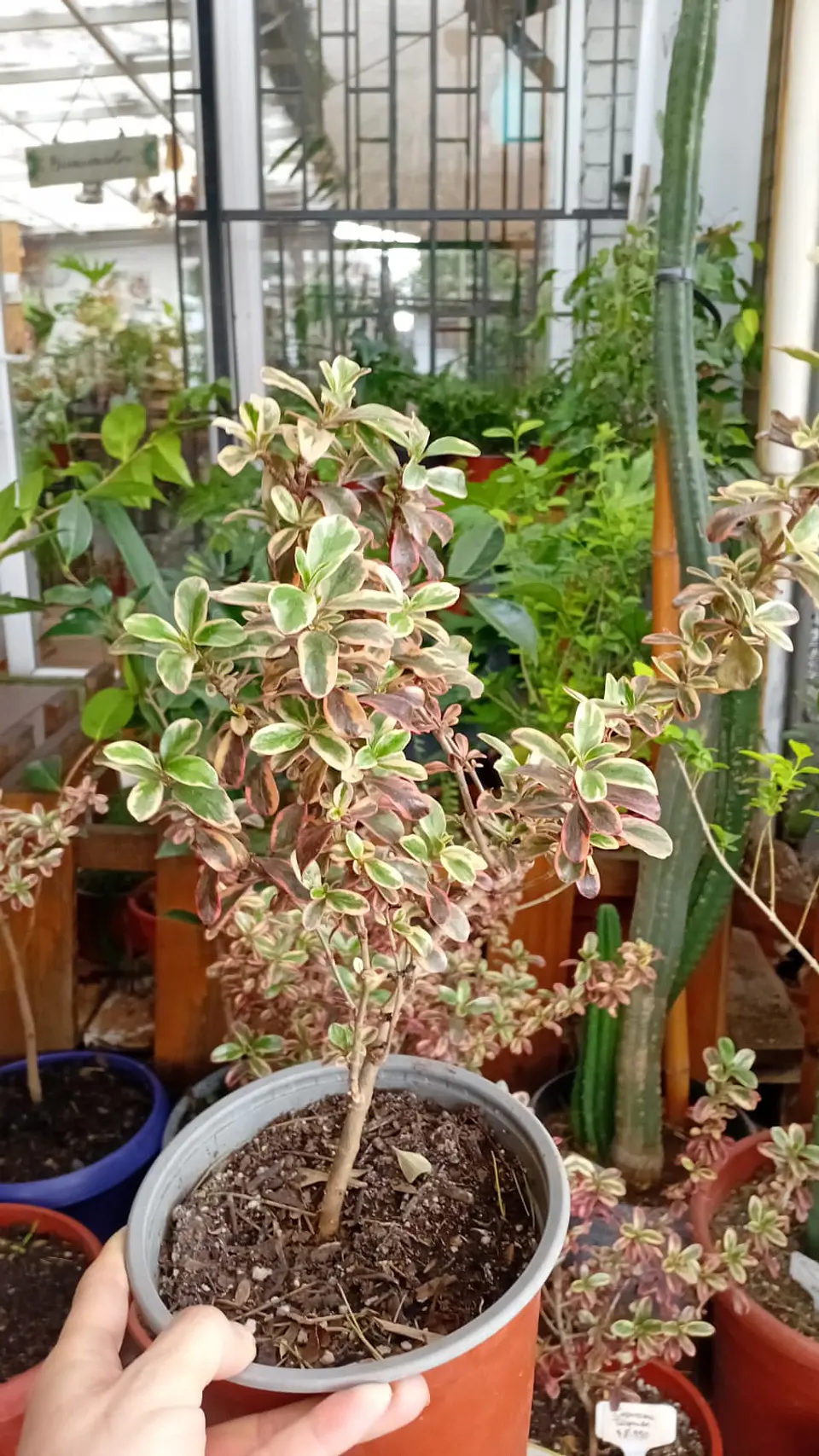 Plantas RV - Coprosma tequila tamaño  S  1