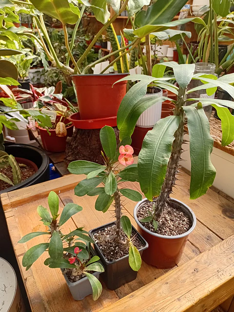 Plantas RV - Corona de Cristo 