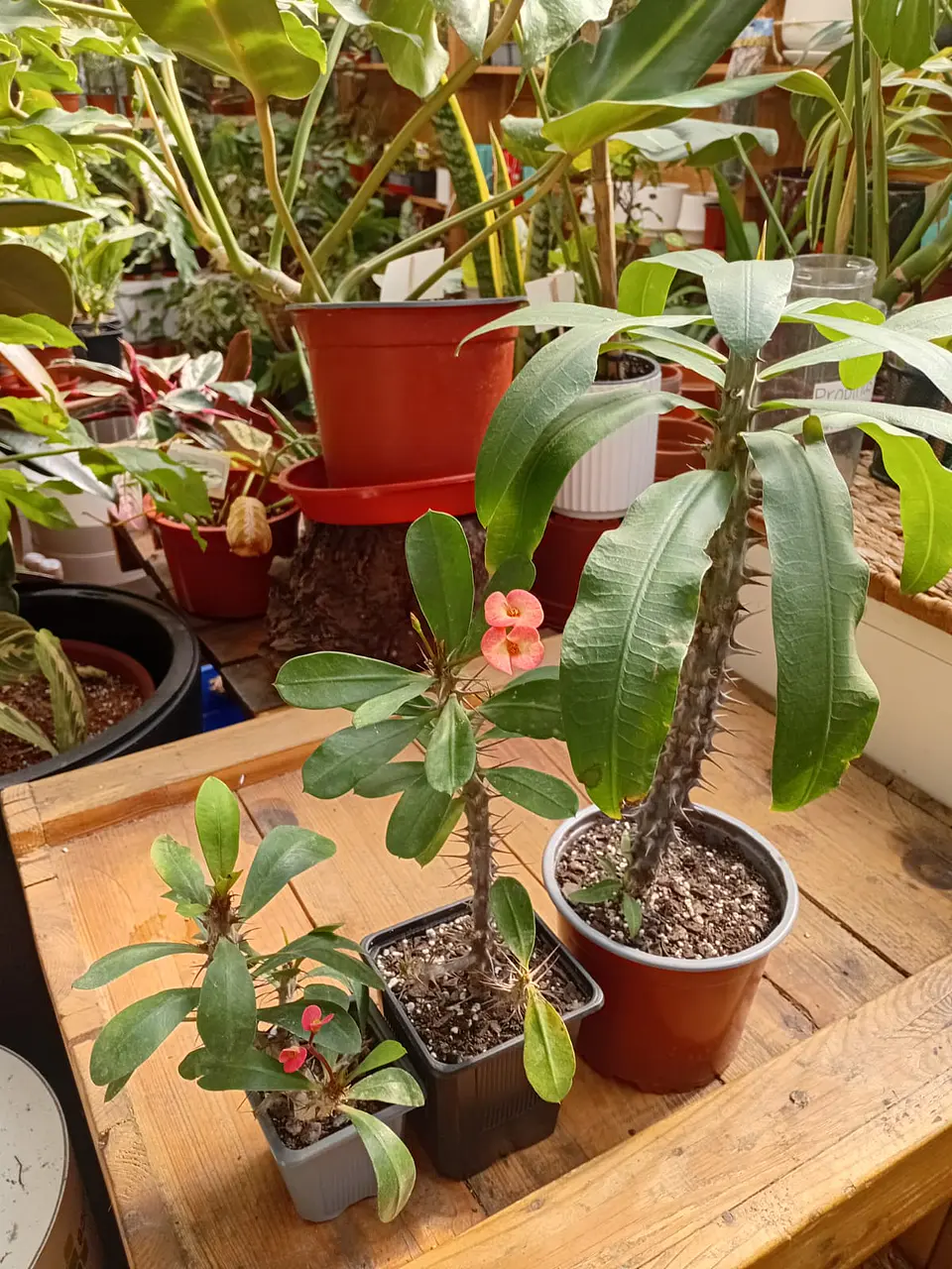 Plantas RV - Corona de Cristo  1