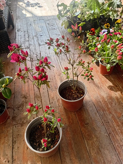 Plantas RV - Azalea Tamaño  L  