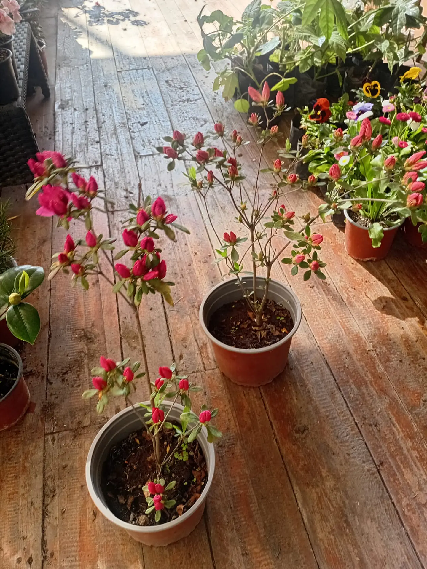 Plantas RV - Azalea Tamaño  L   1