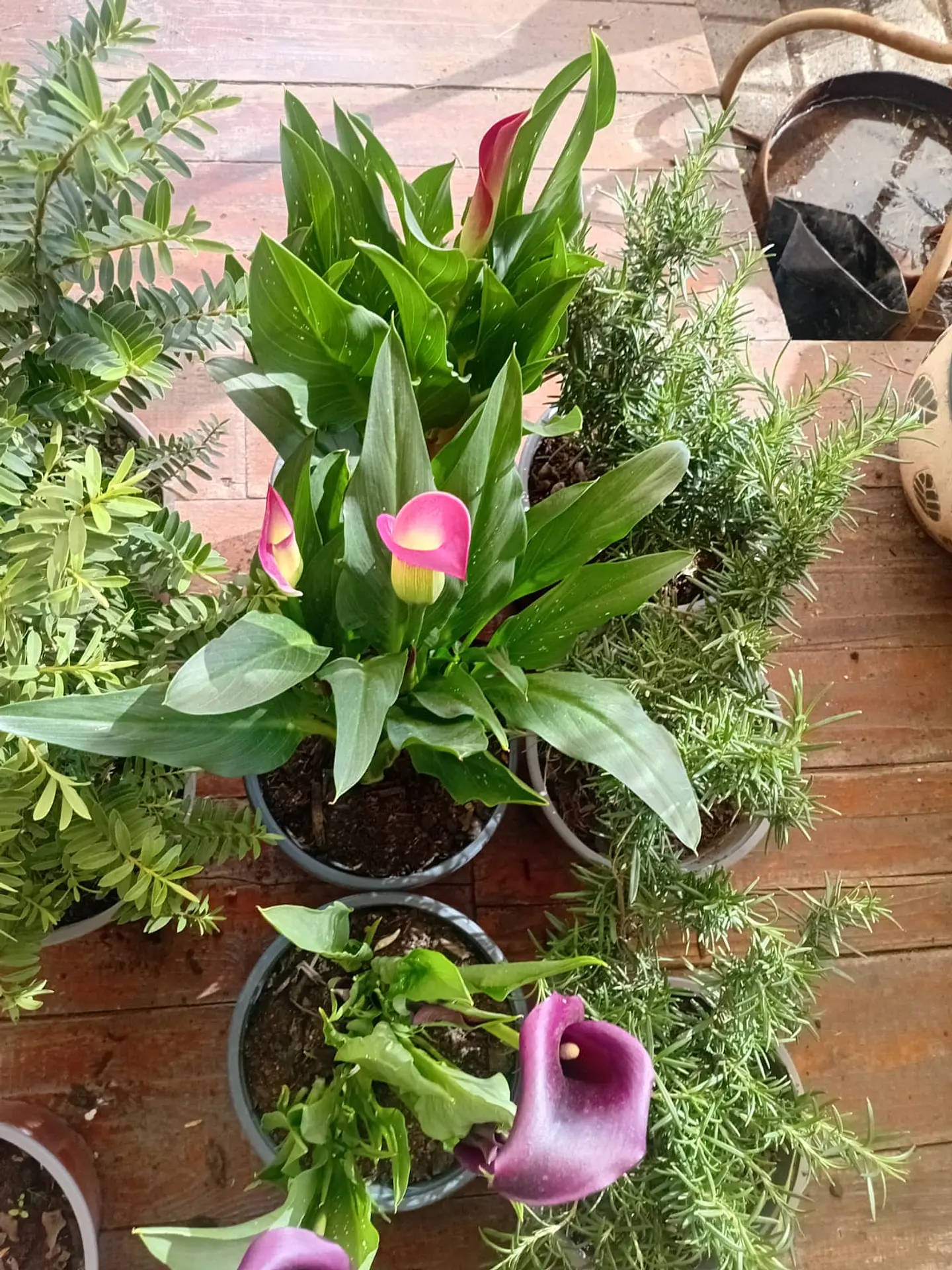 Plantas RV - Calas Colores tamaño M 1