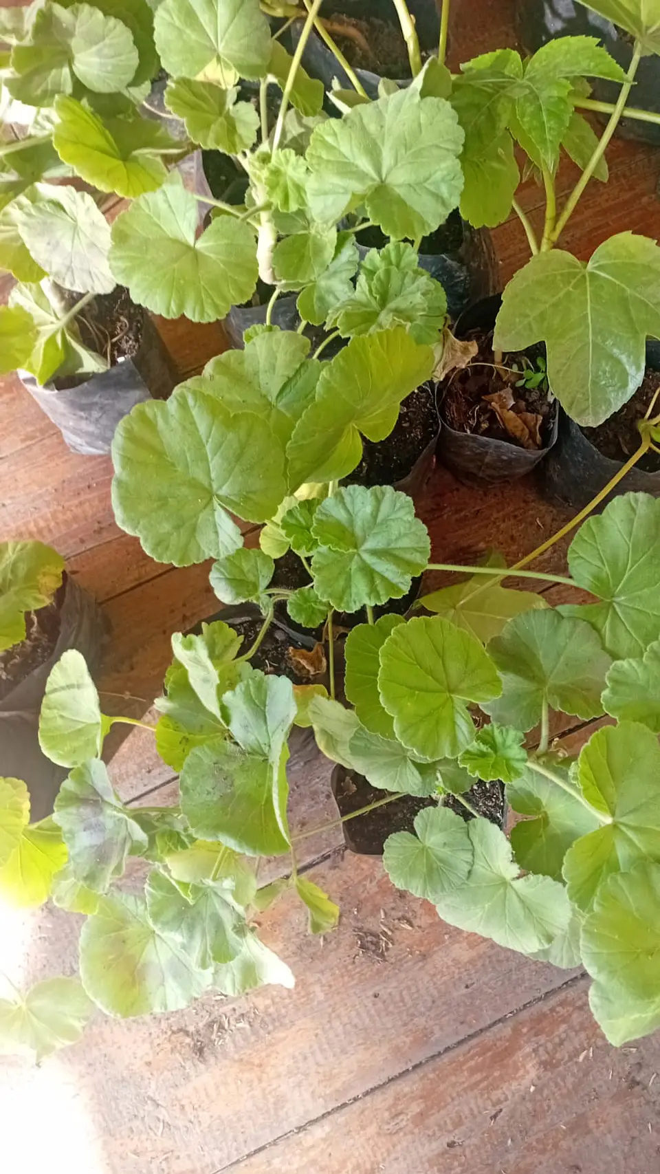 Plantas RV - Cardenal tamaño S 1