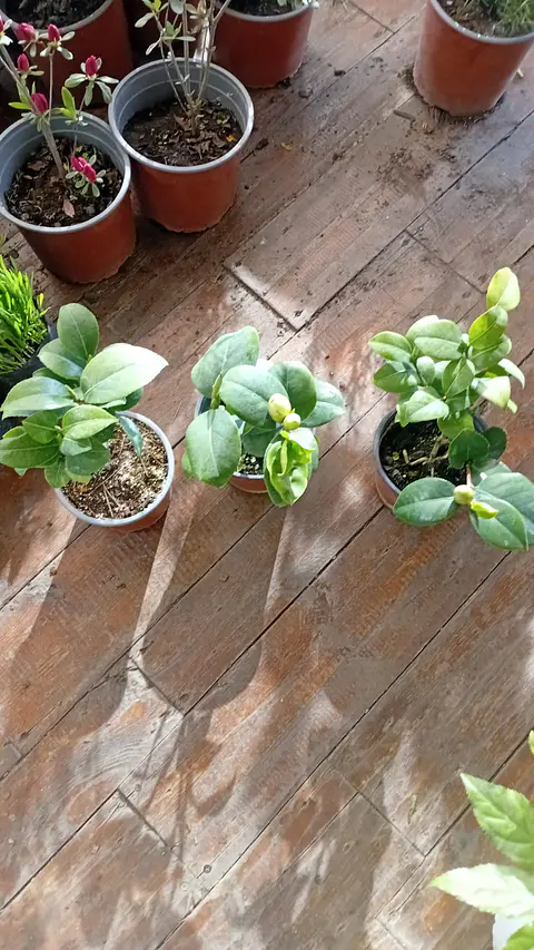 Plantas RV - Camelias 