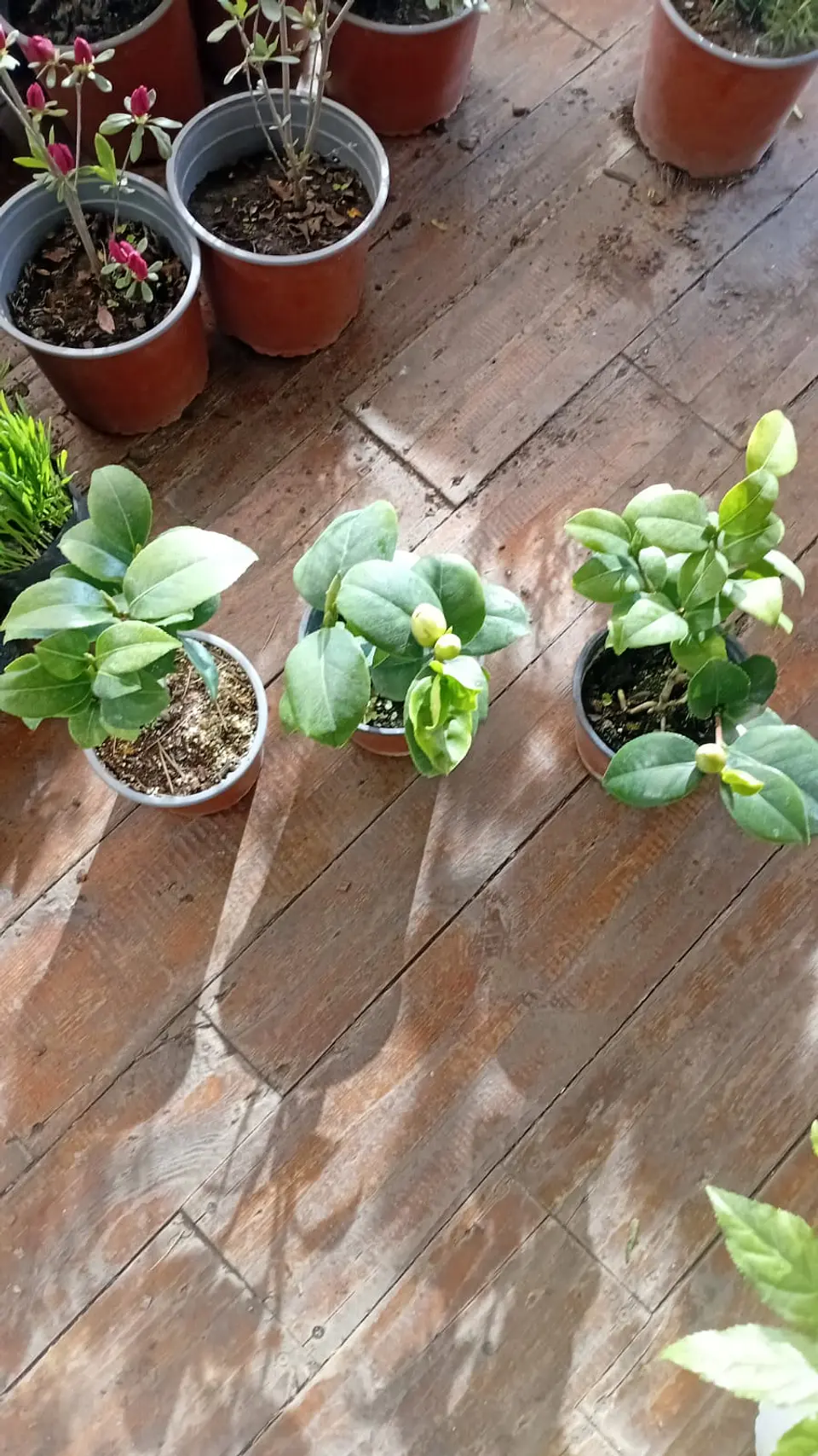 Plantas RV - Camelias  1