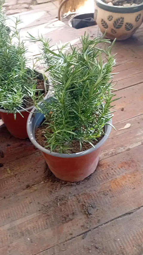 Plantas RV - Romero tamaño M 