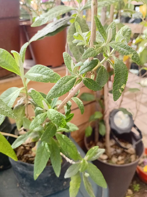 PLANTAS RV - MATICO M 