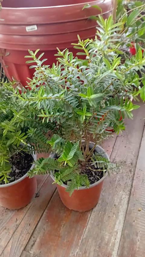 Plantas RV - Veronica pinguifolia 