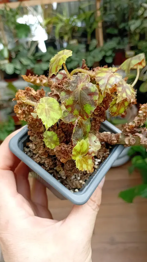 PLANTAS RV - BEGONIA TIGRE 