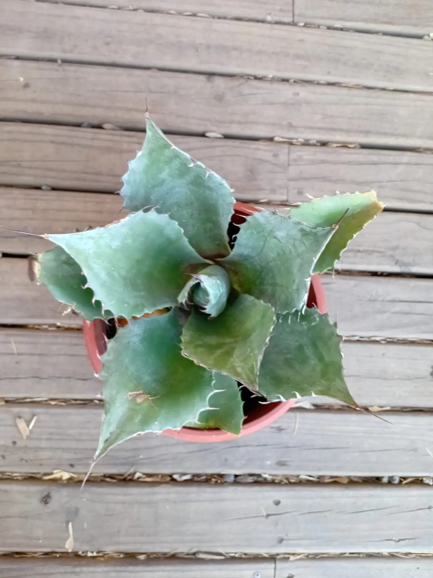 Plantas RV -  Agave Isthmensis tamaño M  1