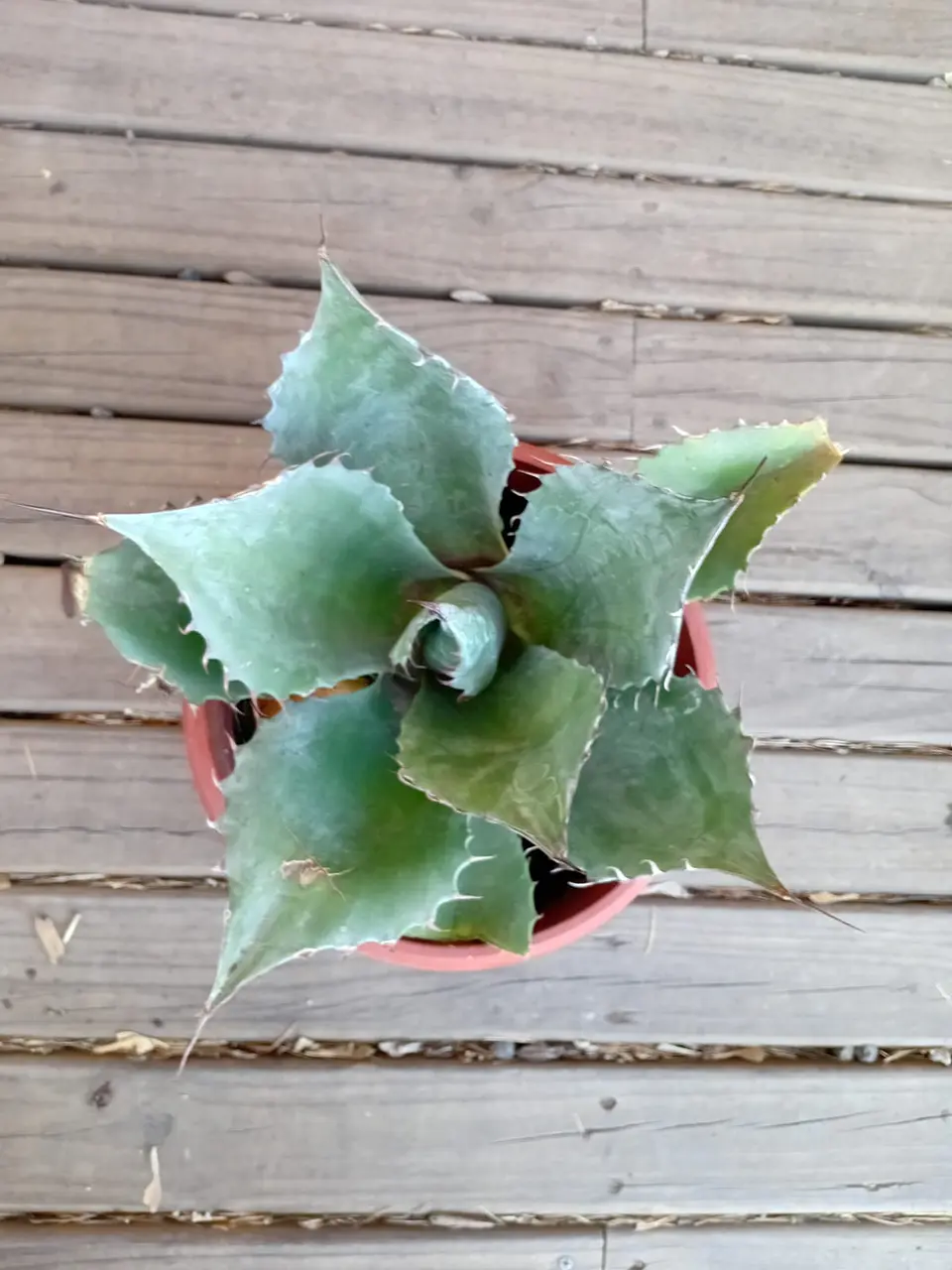Plantas RV -  Agave Isthmensis tamaño M  1